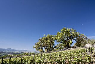 Weinregion Toscana Weinregion Toscana bei blauem Himmel