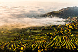 Die Weinberge von Markus Huber