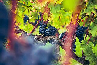 Merlot Trauben am Rebstock