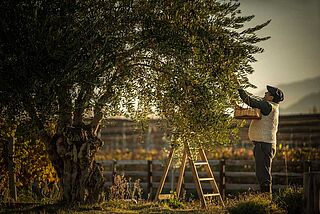 Olivenernte bei Cheval des Andes