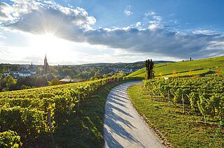 Rheingau vinregion Rheingau vinregion, vinmarker, blå himmel