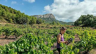 Arbeit auf dem Weinfeld in Montsant