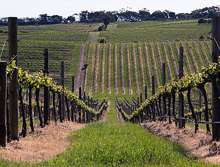 Vinland Australien Vinland Australien, vingårde