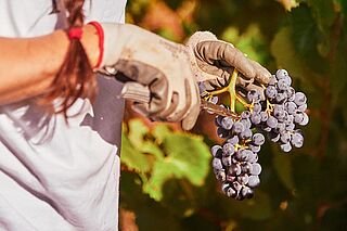 Arbeit im Weinberg