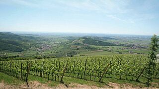 Weinfeld DOC-Soave-Classico