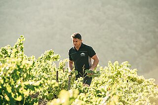 Winzer Bodegas Mengoba in Bierzo