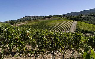 Umbrien Weinfeld, Weinanbau