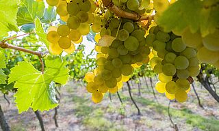 Weißburgunder am Rebstock