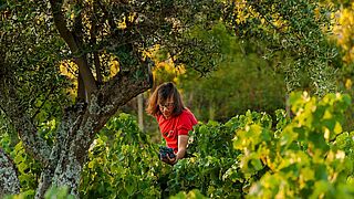 Weinregion Madrid, Weinfeld Comando G