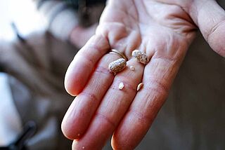 Bohnen nach dem Rösten