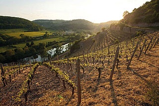 Weinregion Nahe Weinregion Nahe, Weinberg bei Herbststimmung