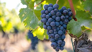 Syrah-Trauben am Rebstock