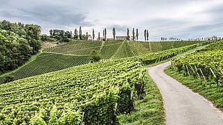 Weinberge von Tement