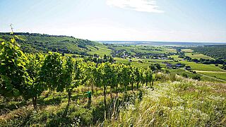 Weinberge im Südburgenland Weinberge im Südburgenland