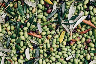 Oliven kurz nach der Ernte