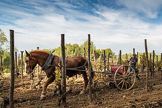 Raventos i Blanc & Can Sumoi Raventos i Blanc & Can Sumoi