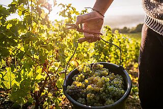 Arbeit im Weinberg Loire