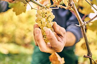 Riesling Reben im Augenblick der Ernte