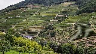 Veyder Malberg Weinberge Veyder Malberg