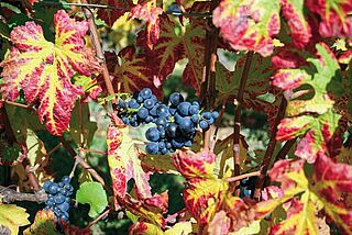 Pinot Noir Trauben am Rebstock