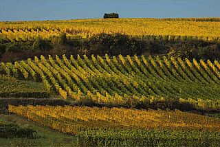 Weinberg von Klaus Peter Keller Weinberg von Klaus Peter Keller