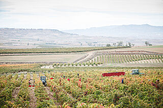 Vinregionerne Rioja og Navarra Vinregionerne Rioja og Navarra