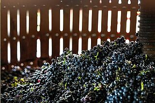 Korbpresse mit Trauben