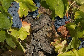 Garnacha Reben Garnacha Reben