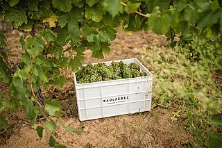 Kiste mit Weintrauben von Raul Perez