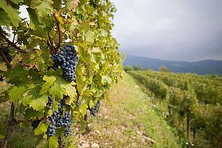 Weinberg von Sirch Weinberg von Sirch