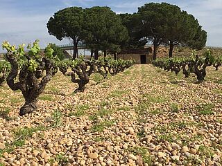 Weinberg mit steinigem Boden in Manchuela