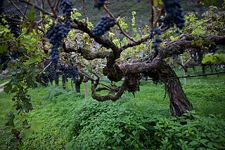 Trauben von Alois Lageder Trauben von Alois Lageder