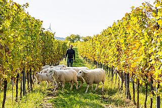 Winzer des Traisentals