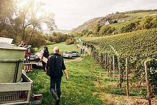 Weinlese bei Dönnhoff an der Nahe