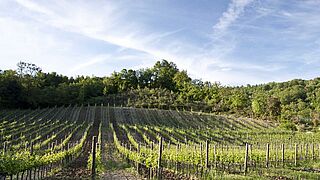 Weinfeld Italien Weinfeld Italien