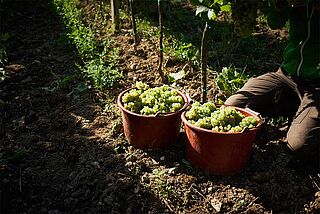 Weintrauben Weintrauben