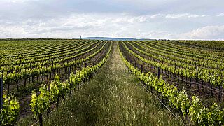 Weinfeld bei blauem Himmel Weinfeld bei blauem Himmel