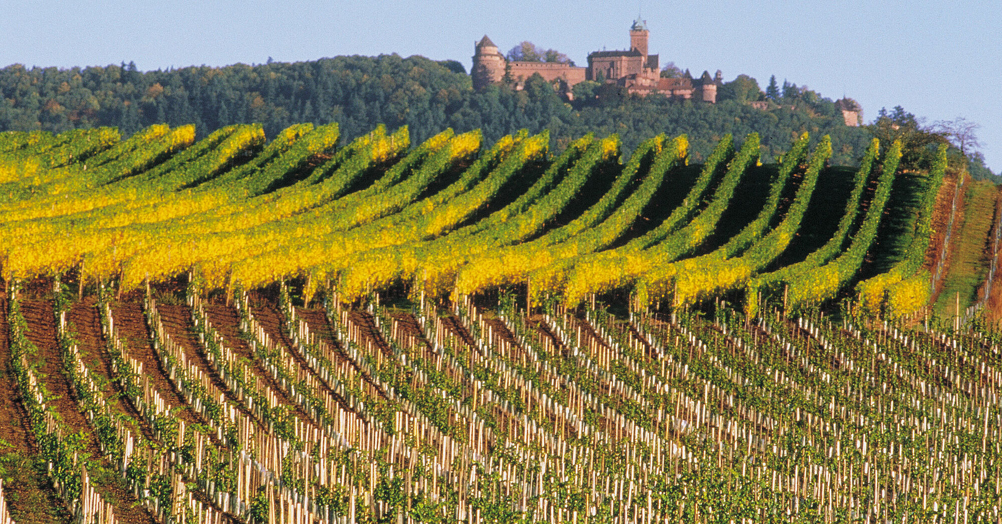 Elsass Wein Lobenbergs Gute Weine