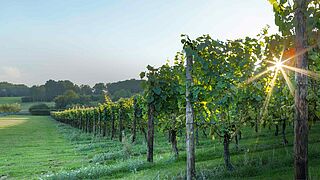 Weinberge in Grossbritannien