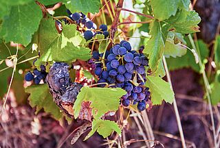 Grenache Trauben am Rebstock