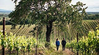 Weninger Weingut Weninger