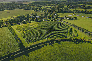 Die Weinberge