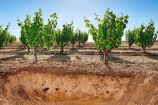 Boden und Weinreben des Weinguts Swinney Boden und Weinreben des Weinguts Swinney