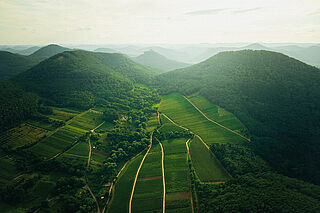 In den Weinbergen des Weingutes Kranz