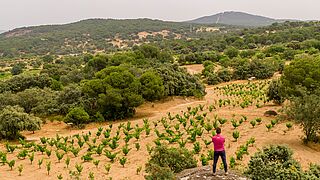 Bodegas Maranones