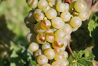 Chardonnay Trauben