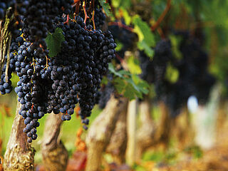 Malbec Reben Malbec Reben