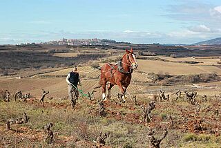 Bodegas Artadi de Laguardia