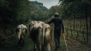 Kühe im Weinberg von Foradori Kühe im Weinberg von Foradori