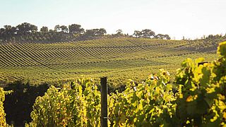 Portugal Weinfeld, Weinberg